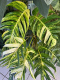 Epipremnum golden flame rare starter plant **(ALL plants require you to purchase ANY 2 plants!)**
