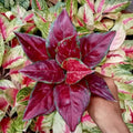 Aglaonema black maroon starter plant **(ALL plants require you to purchase ANY 2 plants!)**