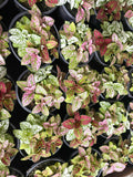 Hypoestes Mix “color splash” 4” pot **(ALL plants require you to purchase ANY 2 plants!)**