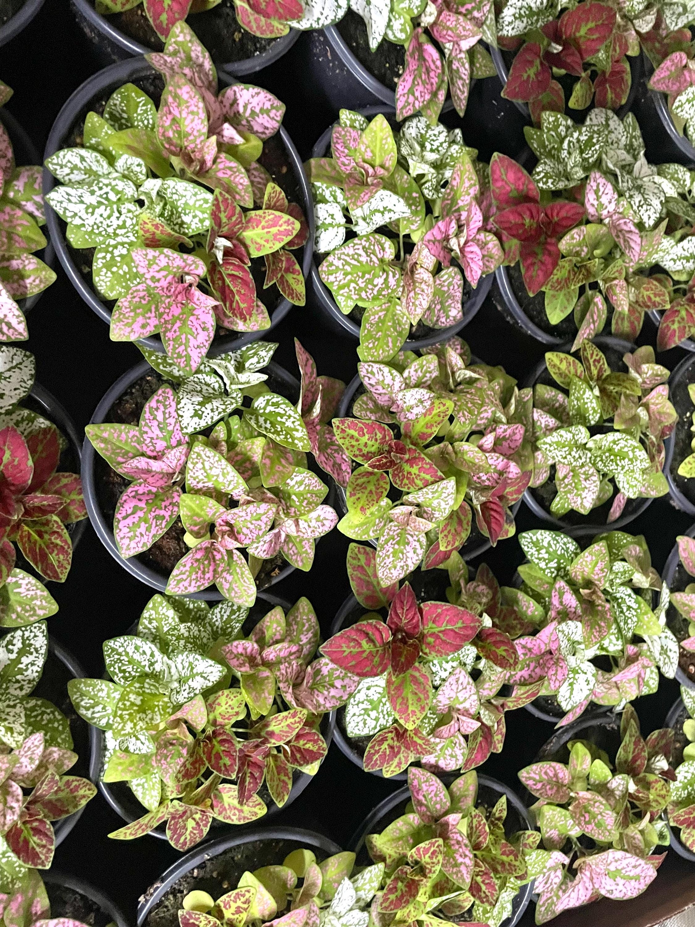 Hypoestes Mix “color splash” 4” pot **(ALL plants require you to purchase ANY 2 plants!)**
