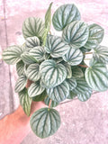 Peperomia Frost 4” pot  **(ALL plants require you to purchase ANY 2 plants!)**