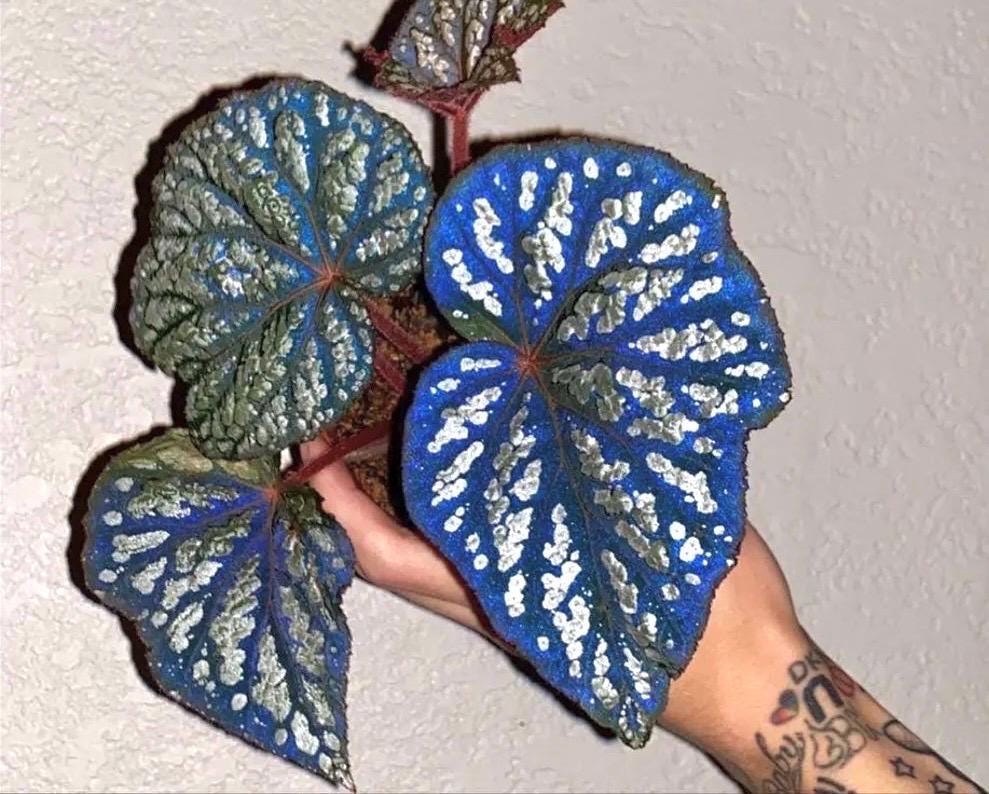Iridescent blue Begonia Betsy starter plant **(ALL PLANTS require you to purchase 2 plants!)**