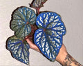 Iridescent blue Begonia Betsy 4” pot **(ALL PLANTS require you to purchase 2 plants!)**