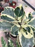 Variegated fiddle leaf ficus 4” multistem pot **(ALL plants require you to purchase ANY 2 plants!)**