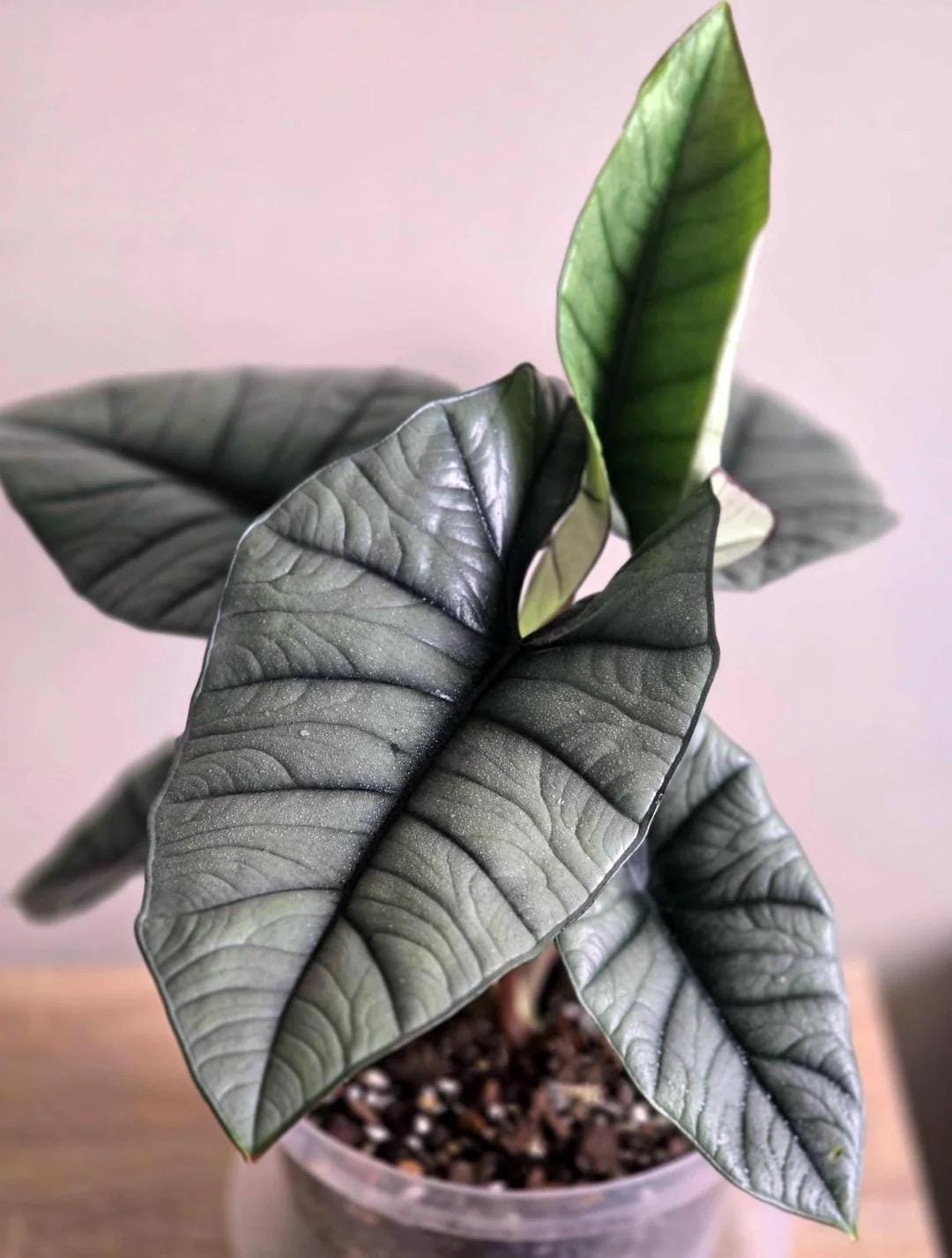 Alocasia Platinum “Bisma” 4” Multistem pot **(ALL plants require you to purchase ANY 2 plants!)**