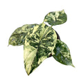 Alocasia Dragon scale Albo variegated rare starter plant **(ALL plants require you to purchase ANY 2 plants!)**