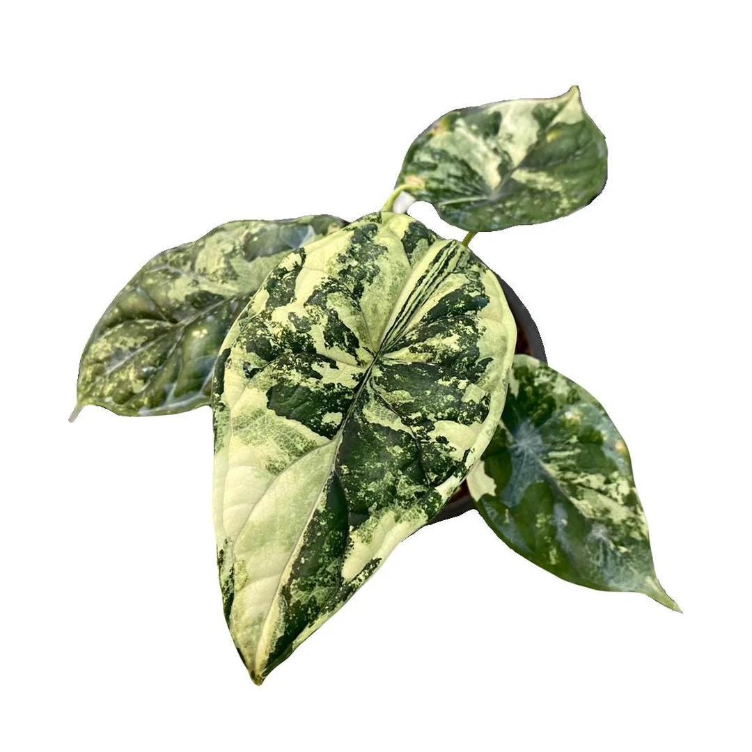 Alocasia Dragon scale Albo variegated rare starter plant **(ALL plants require you to purchase ANY 2 plants!)**