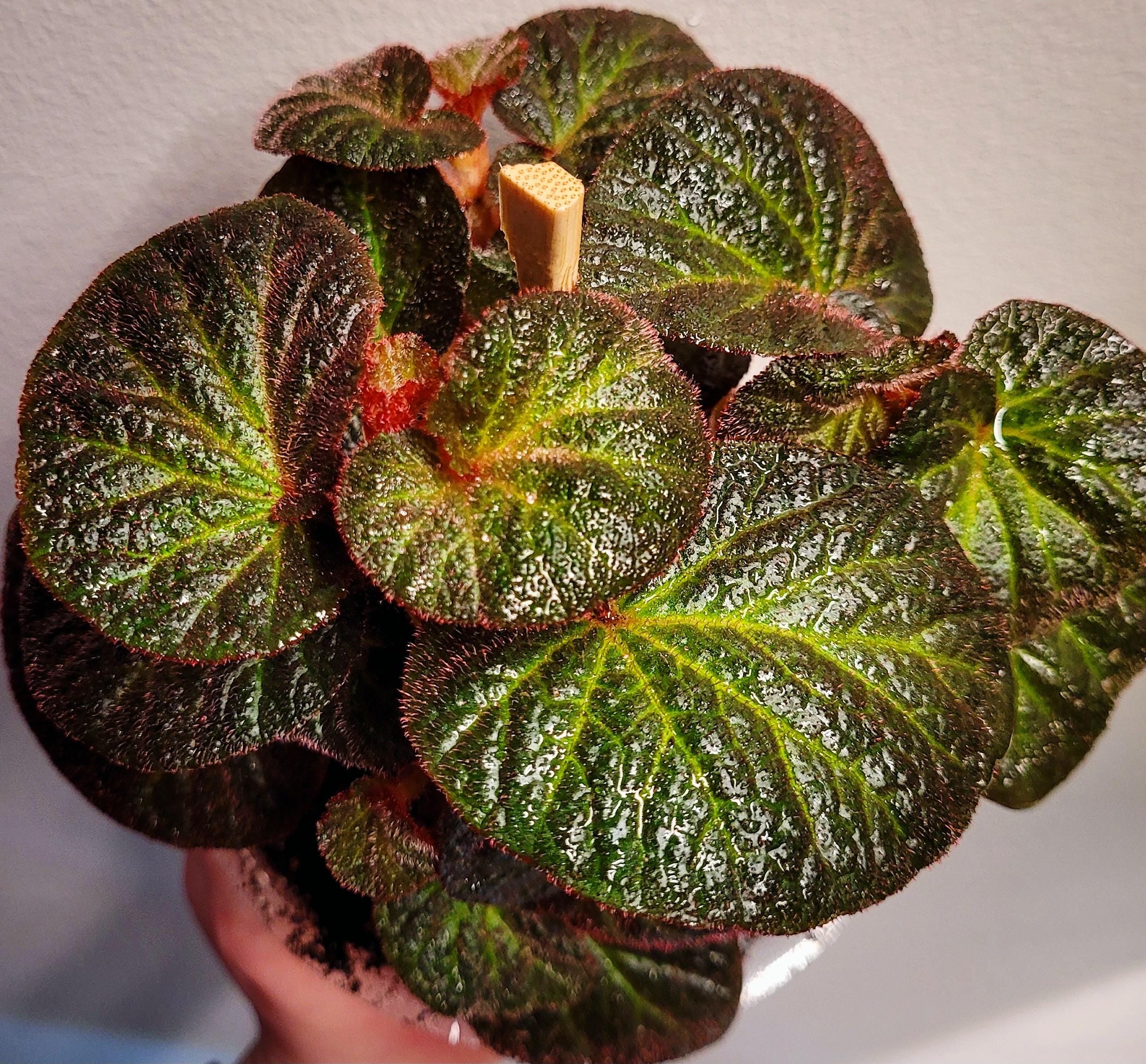 Begonia Rex Manaus 4” pot **(ALL PLANTS require you to purchase 2 plants!)**
