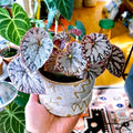 Begonia silver dollar 4” pot **(ALL PLANTS require you to purchase 2 plants!)**