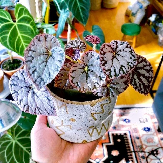 Begonia silver dollar 4” pot **(ALL PLANTS require you to purchase 2 plants!)**