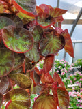 Begonia Rex Manaus starter plant **(ALL PLANTS require you to purchase 2 plants!)**