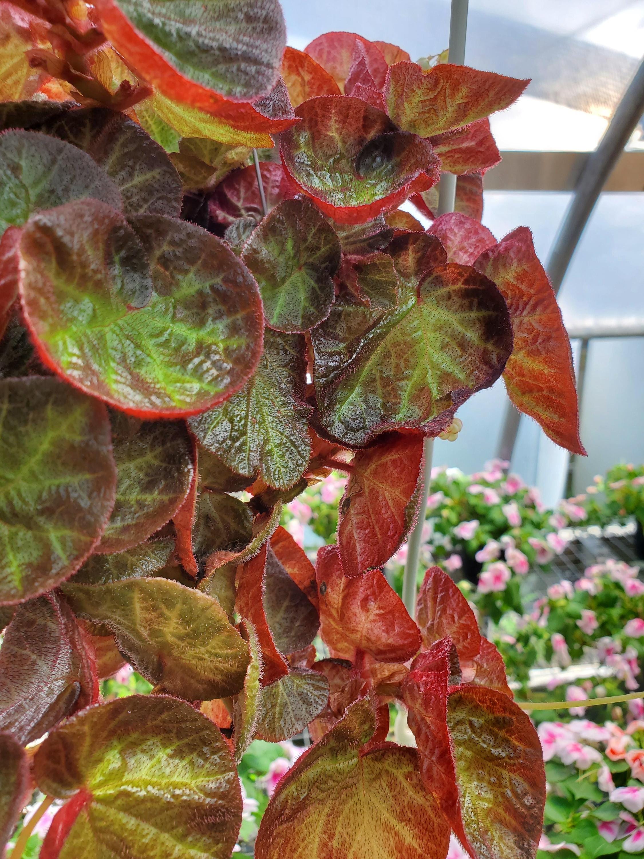 Begonia Rex Manaus starter plant **(ALL PLANTS require you to purchase 2 plants!)**