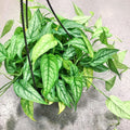 Monstera siltepecana 2” pot **(ALL plants require you to purchase ANY 2 plants!)**