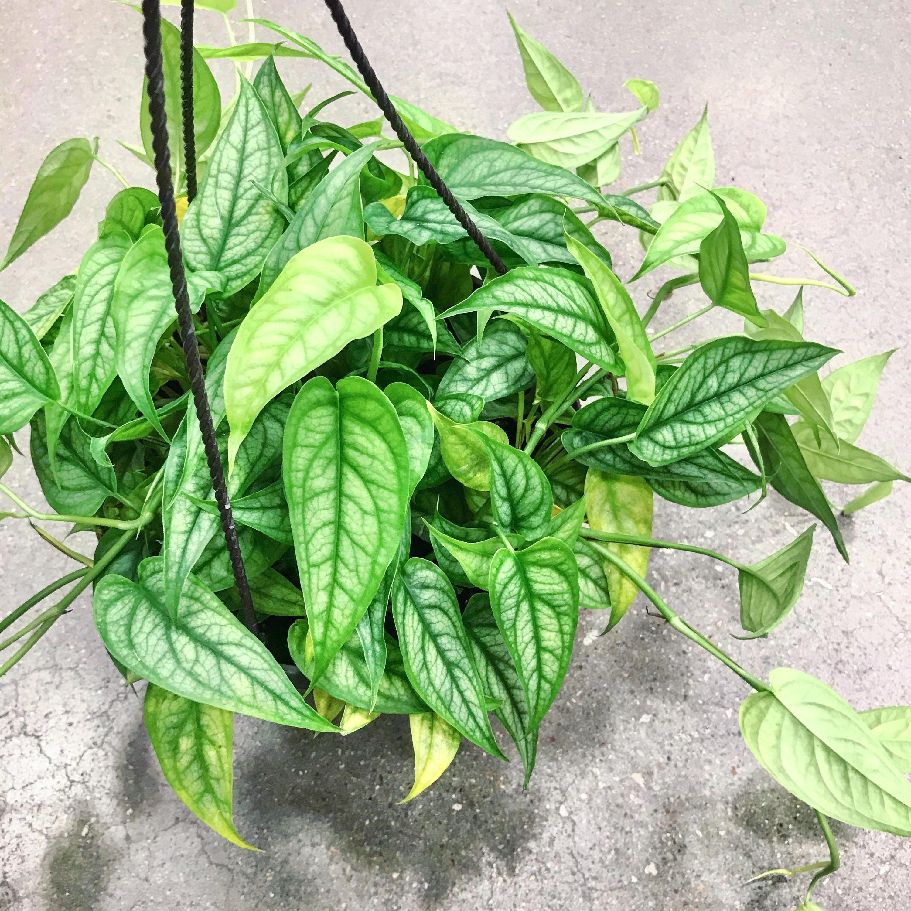 Monstera siltepecana 2” pot **(ALL plants require you to purchase ANY 2 plants!)**