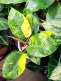 Philodendron Congo Nuclear 4” pot **(ALL plants require you to purchase ANY 2 plants!)**