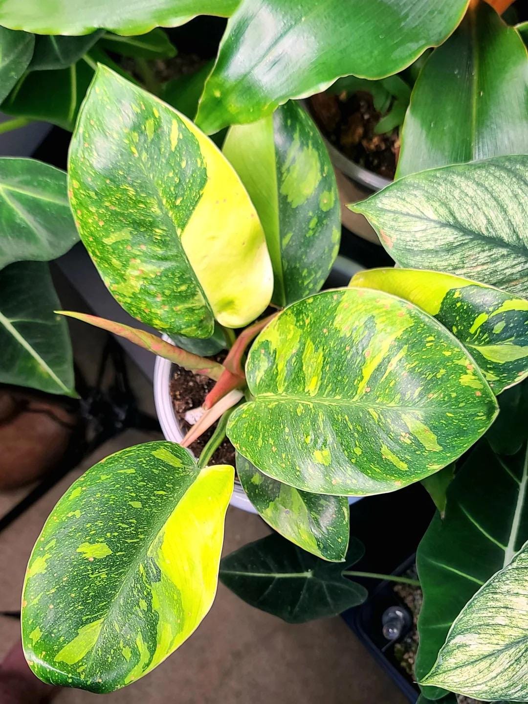 Philodendron Congo Nuclear 4” pot **(ALL plants require you to purchase ANY 2 plants!)**