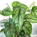 Monstera siltepecana starter plant **(ALL plants require you to purchase ANY 2 plants!)**