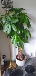 Pachira aquatica braided money tree 4” pot  **(ALL plants require you to purchase ANY 2 plants!)**