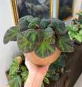 Begonia Rex Soli mutata starter plant **(ALL plants require you to purchase ANY 2 plants!)**