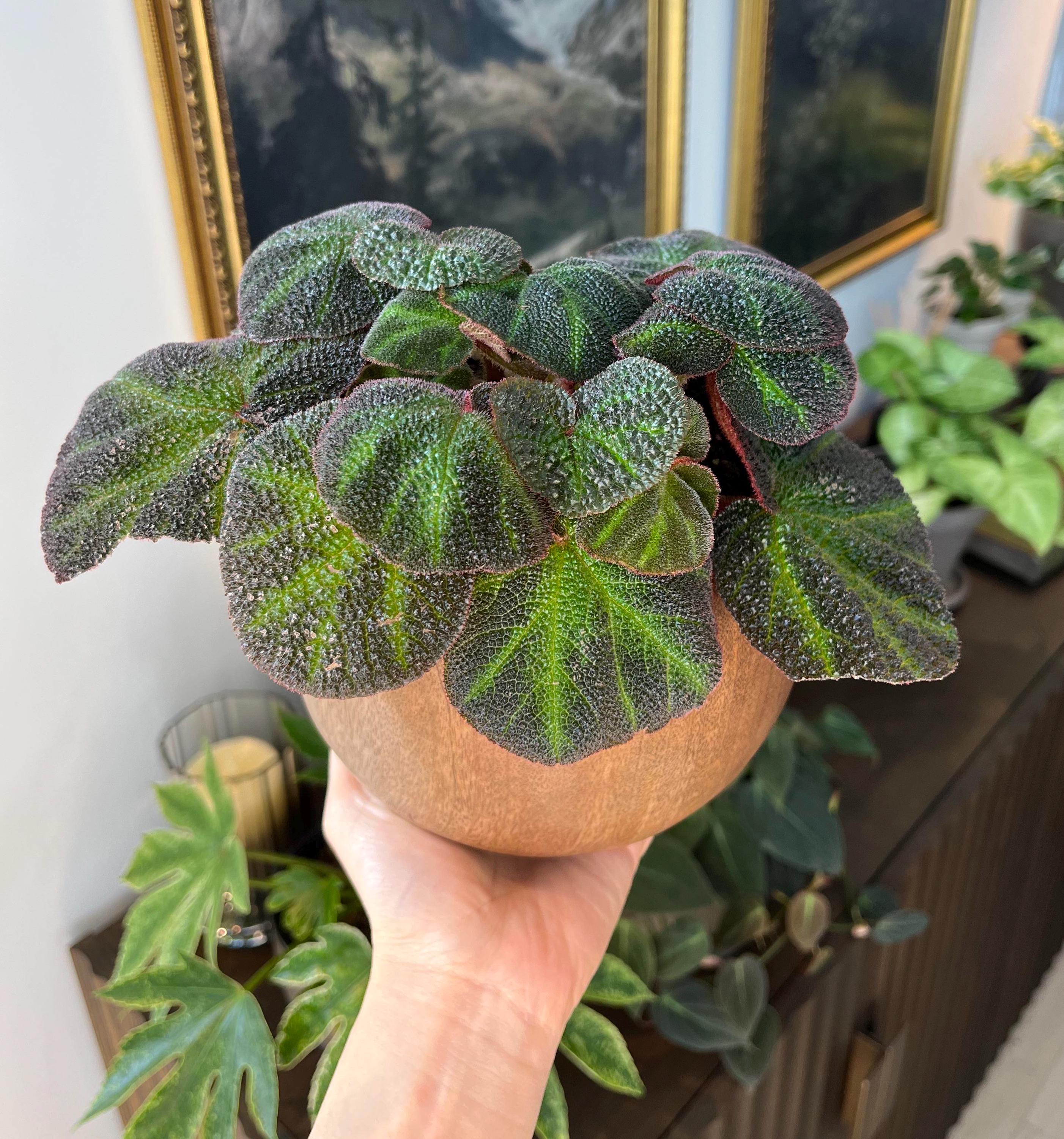Begonia Rex Soli mutata starter plant **(ALL plants require you to purchase ANY 2 plants!)**