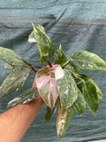 Philodendron sp 4” pot **(ALL plants require you to purchase ANY 2 plants!)**