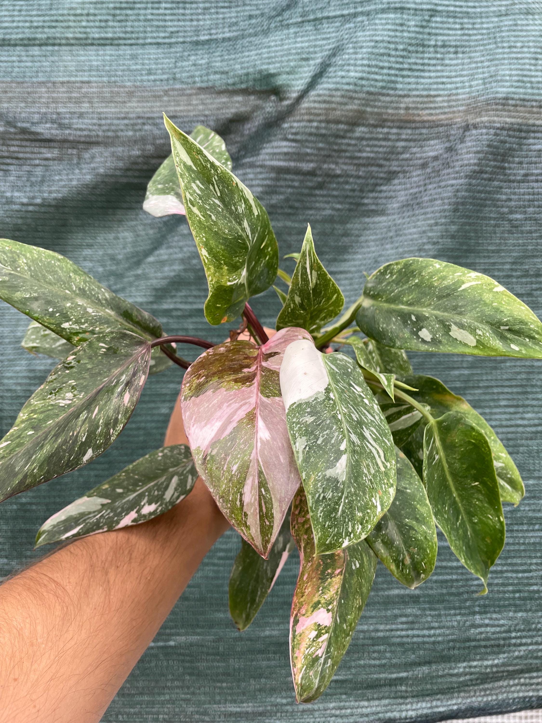 Philodendron sp 4” pot **(ALL plants require you to purchase ANY 2 plants!)**
