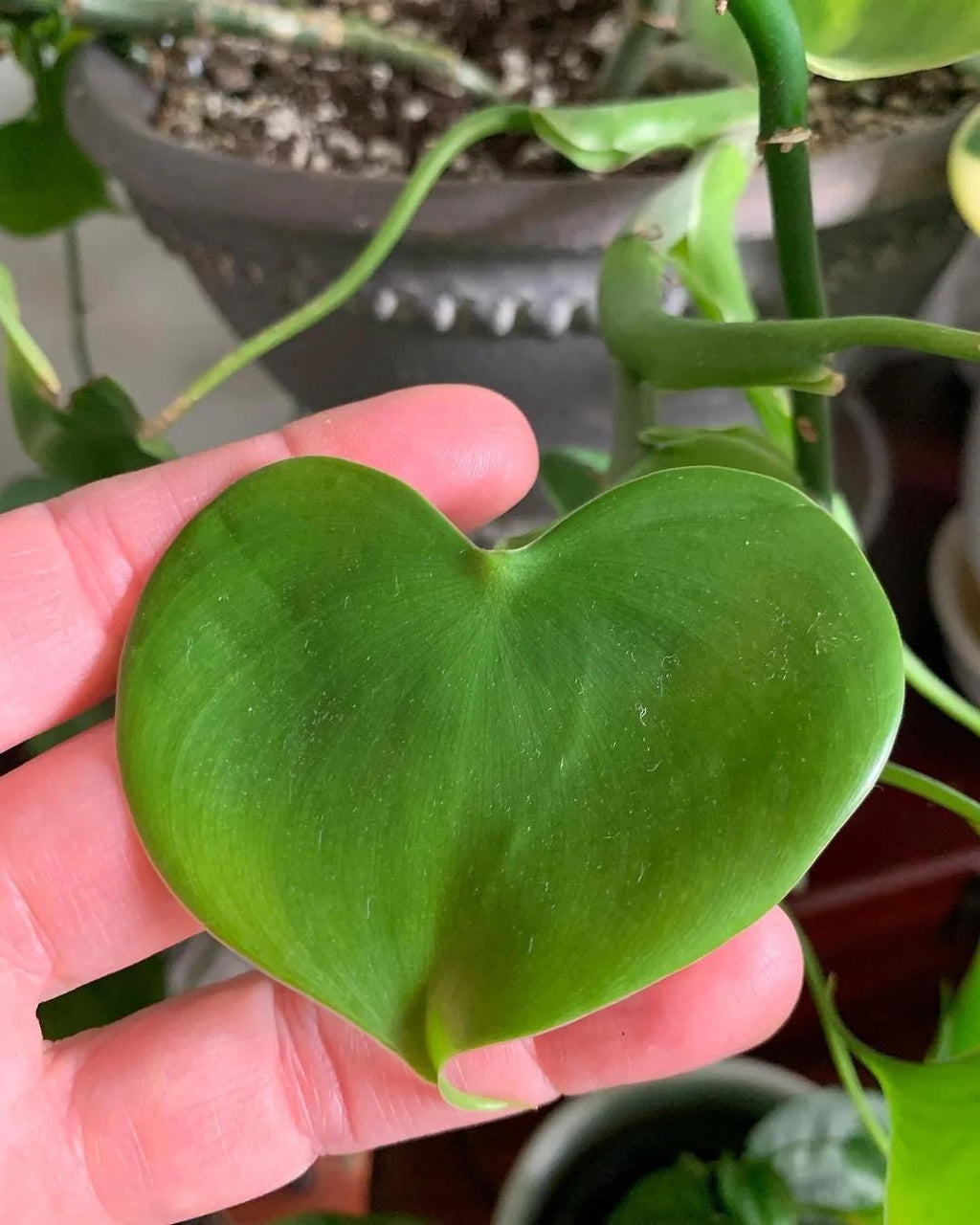Philodendron Grazielae rare 4” multistem pot  **(ALL plants require you to purchase ANY 2 plants!)**