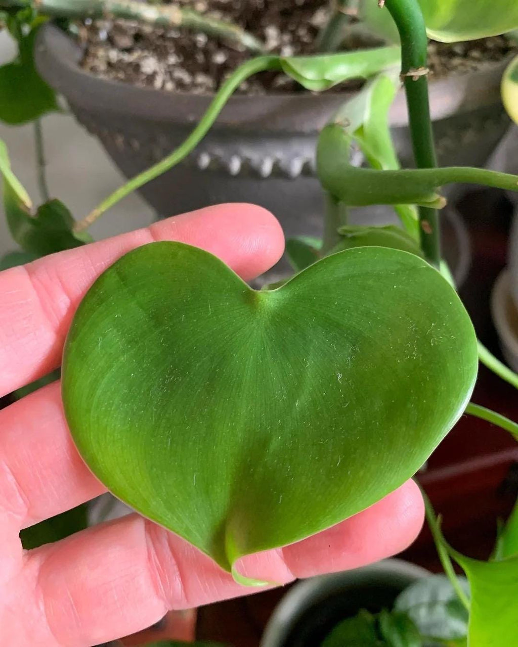Philodendron Grazielae rare vining starter plant **(ALL plants require you to purchase ANY 2 plants!)**