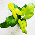 Philodendron Golden Violin 2” pot **(ALL plants require you to purchase ANY 2 plants!)**