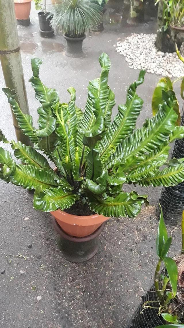 Asplenium Nidus cobra fern unique 2” pot **(ALL plants require you to purchase ANY 2 plants!)**