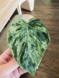 Philodendron variegated heart leaf starter plant **(ALL plants require you to purchase ANY 2 plants!)**