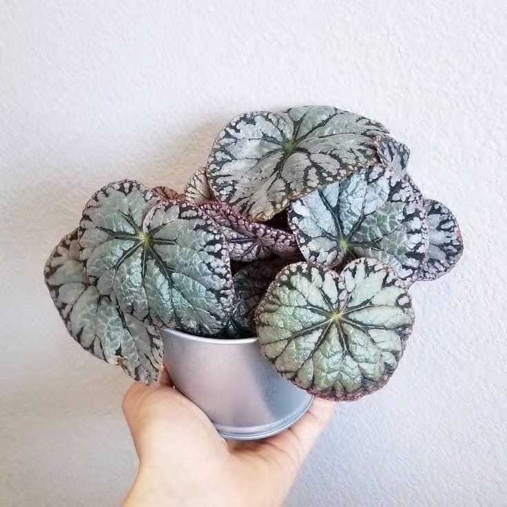 Begonia silver dollar starter plant **(ALL PLANTS require you to purchase 2 plants!)**