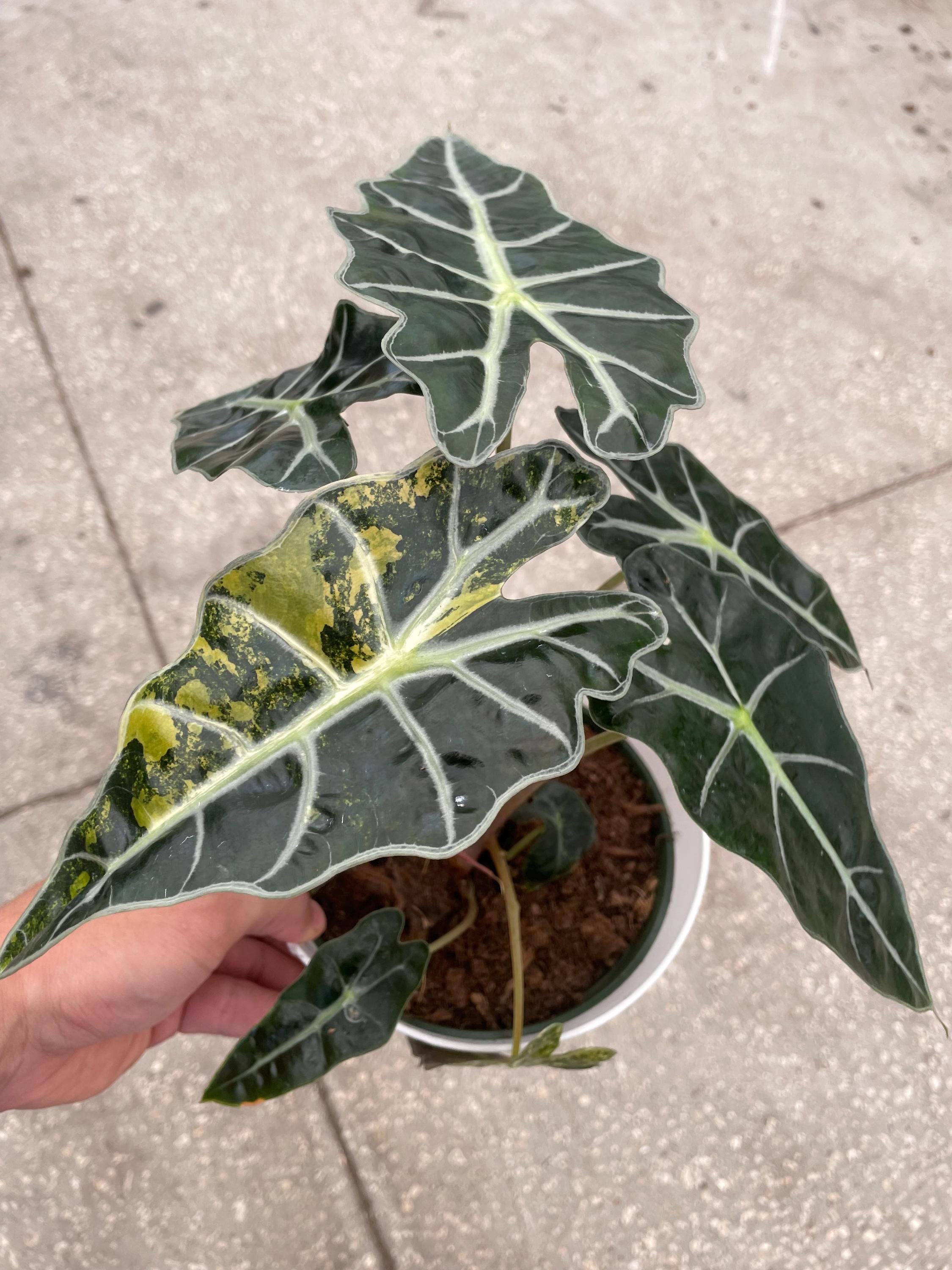 Alocasia Variegated Polly “Aurea” XL plant **(ALL plants require you to purchase ANY 2 plants!)**