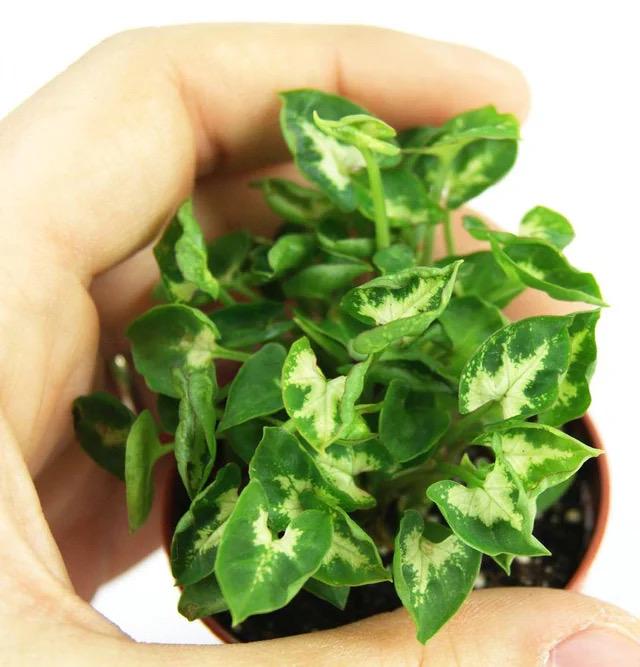Syngonium mini pixie compact starter plant **(ALL plants require you to purchase ANY 2 plants!)**
