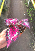 Begonia Rex Queen of Hearts 4” pot **(ALL plants require you to purchase ANY 2 plants!)**