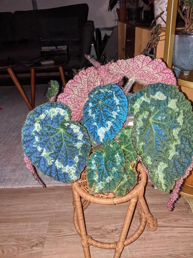 Iridescent blue Begonia Marianas monster starter plant **(ALL PLANTS require you to purchase 2 plants!)**