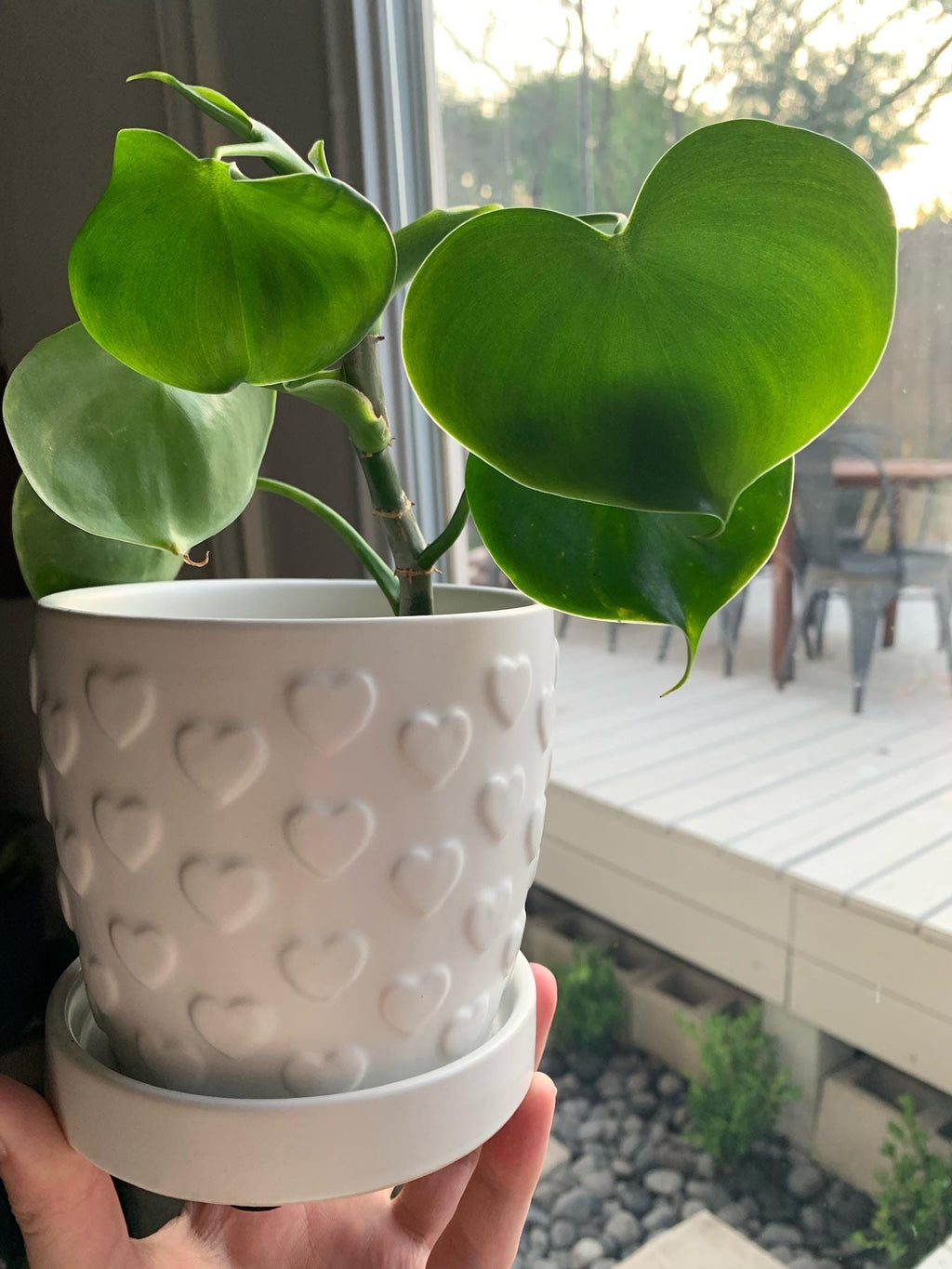 Philodendron Grazielae rare vining starter plant **(ALL plants require you to purchase ANY 2 plants!)**