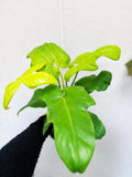 Philodendron Golden Violin starter plant **(ALL plants require you to purchase ANY 2 plants!)**