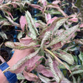 Syngonium pink rolli rare 2” pot **(ALL plants require you to purchase ANY 2 plants!)**