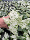 Alocasia Macrorrhiza variegated blizzard rare 4” plant **(ALL plants require you to purchase ANY 2 plants!)**
