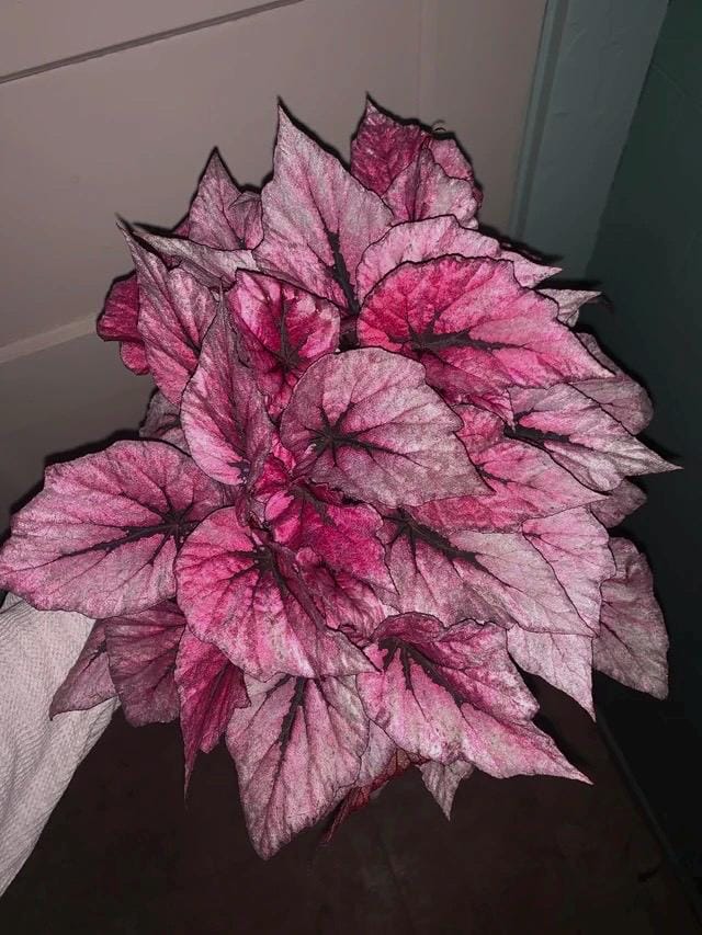 Begonia Rex Indian Summer starter plant **(ALL plants require you to purchase ANY 2 plants!)**