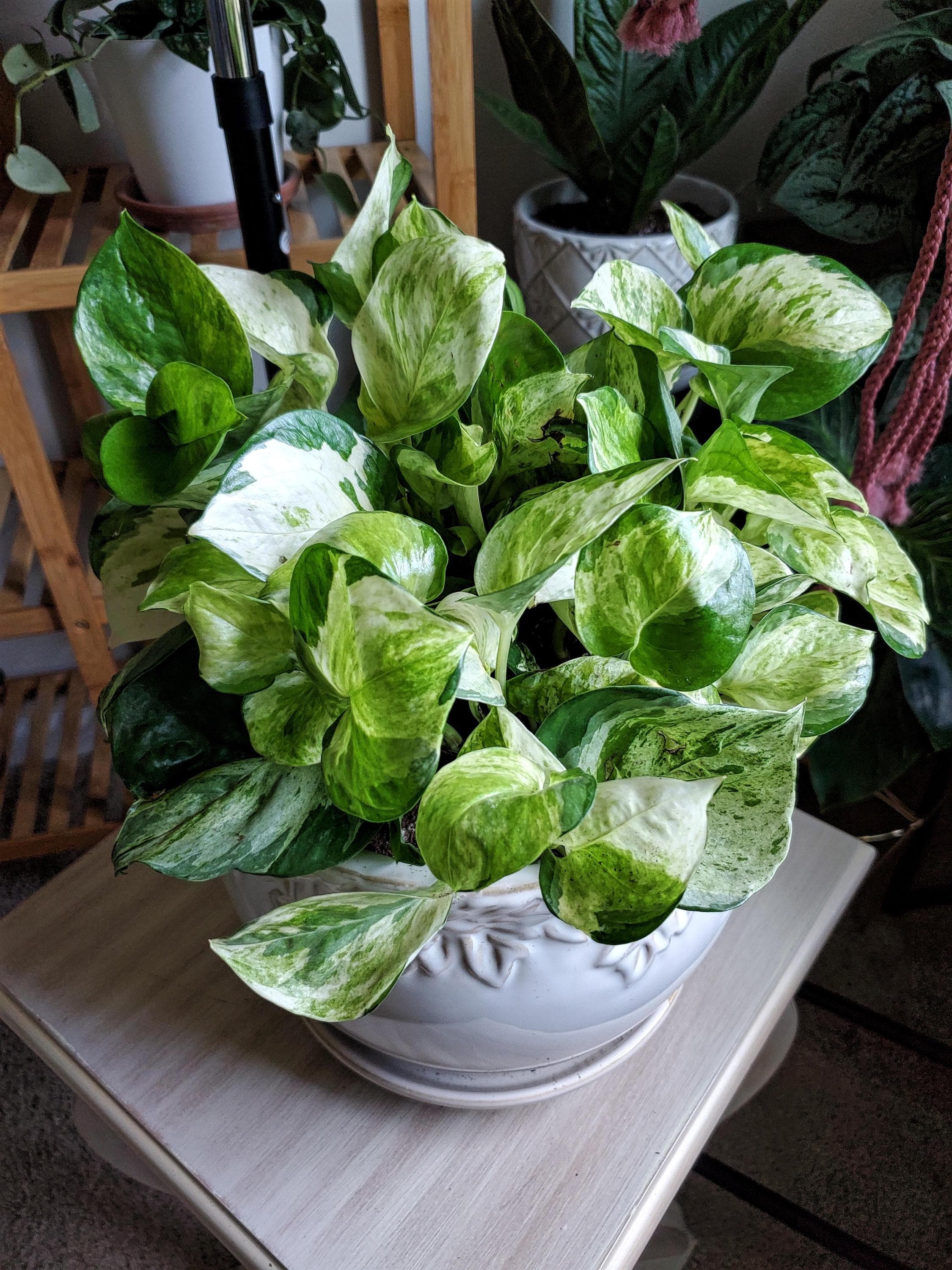 Manjula pothos rare XL starter plant **(ALL plants require you to purchase ANY 2 plants!)**