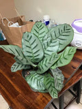 Calathea Bella Carlina rare starter plant **(ALL plants require you to purchase ANY 2 plants!)**