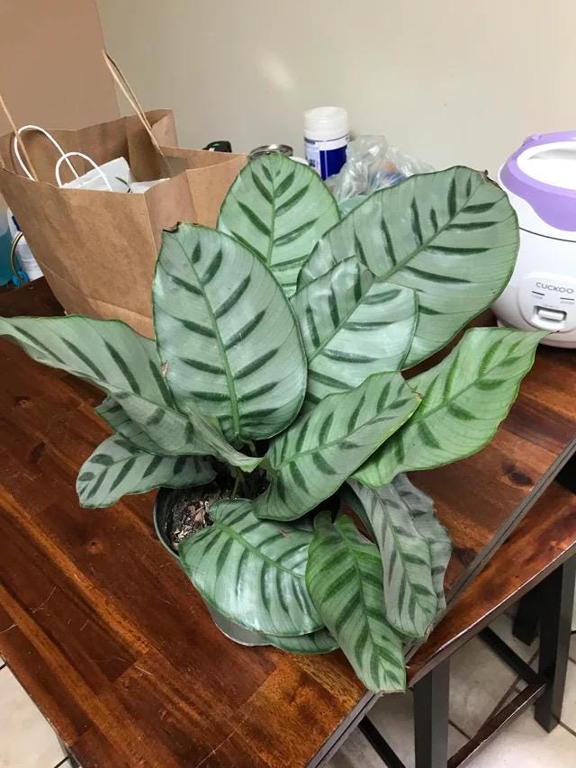 Calathea Bella Carlina rare starter plant **(ALL plants require you to purchase ANY 2 plants!)**