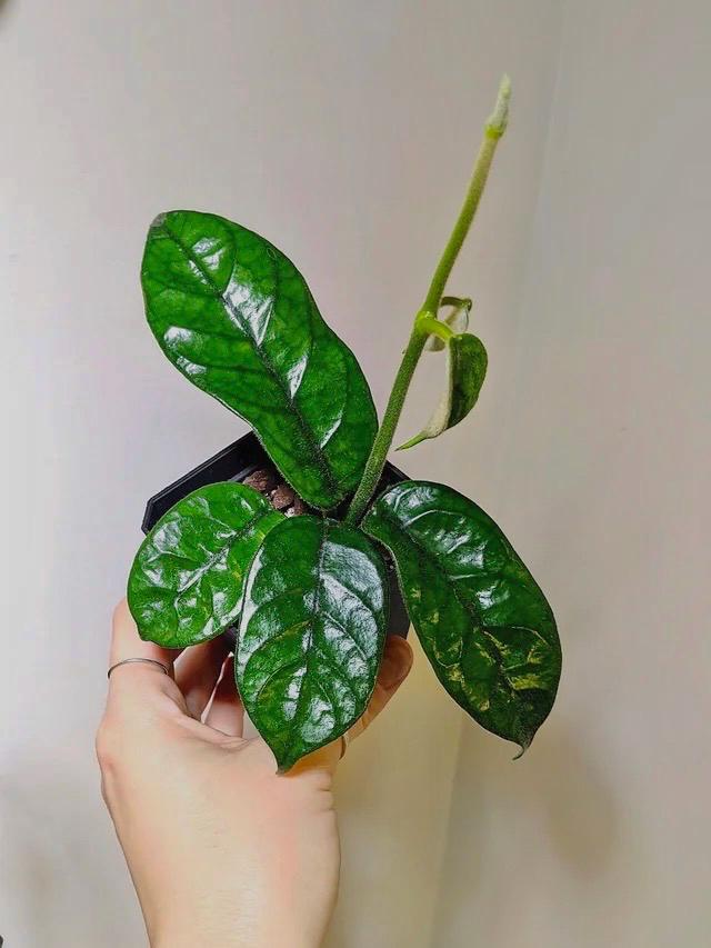 Hoya Villosa Cao bang rare starter Plant (ALL PLANTS require you to purchase 2 plants!)**