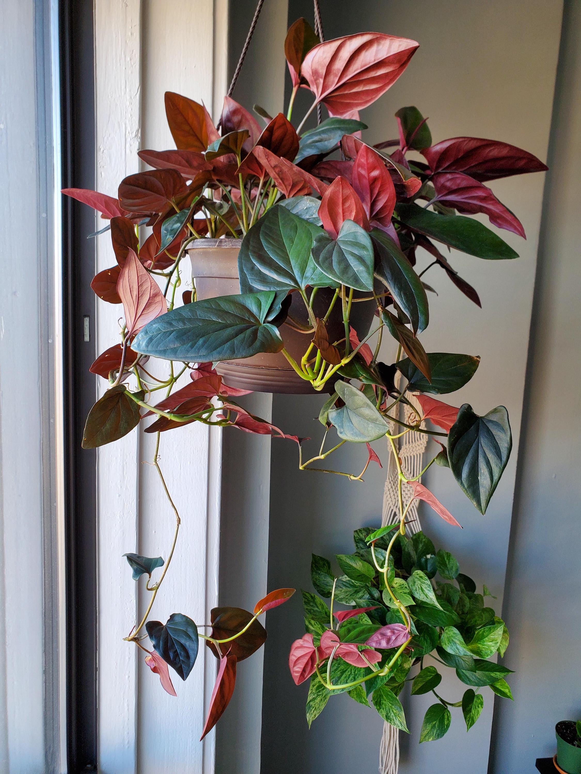 Syngonium Red Arrow 4” pot **(ALL plants require you to purchase ANY 2 plants!)**