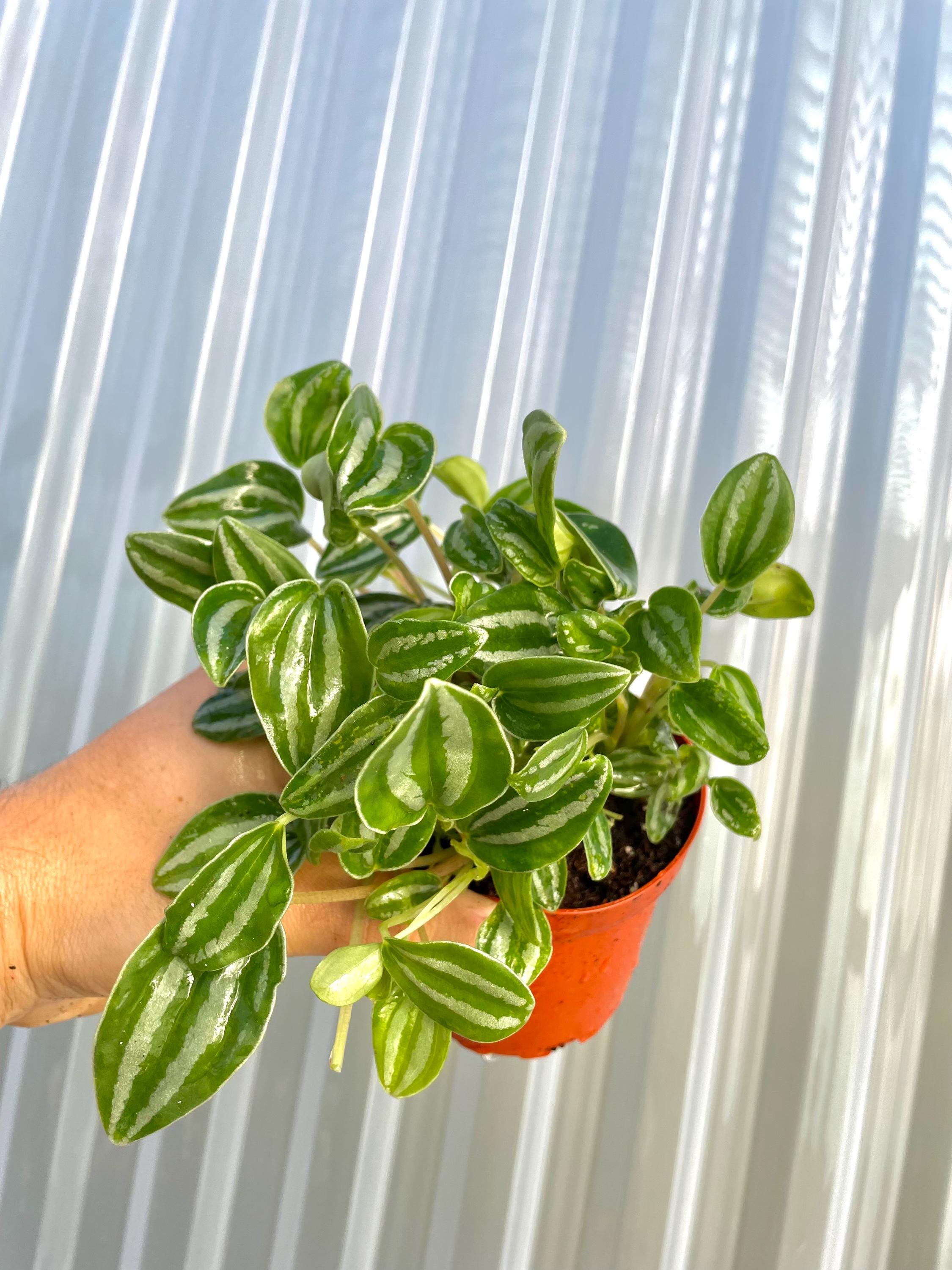 Peperomia mini watermelon starter plant **(ALL plants require you to purchase ANY 2 plants!)**