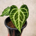 Anthurium Sulanjana king clarinervium starter plant **(ALL plants require you to purchase ANY 2 plants!)**