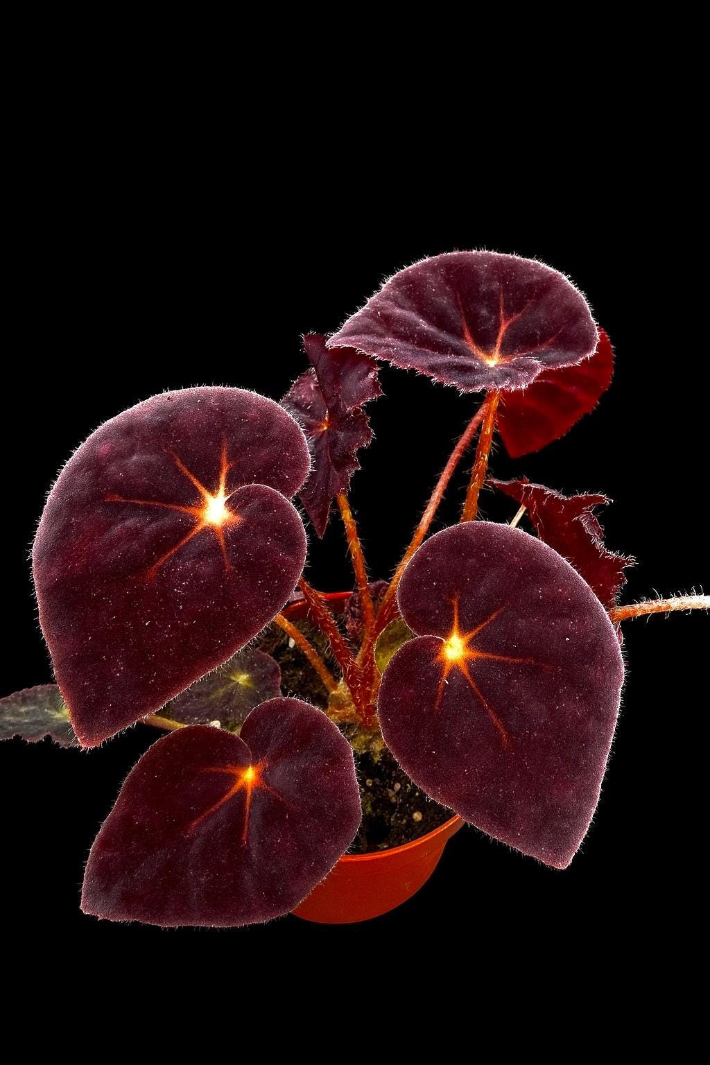 Begonia Madame O Reilly purple starter plant **(ALL PLANTS require you to purchase 2 plants!)**