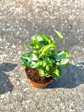 Syngonium compact “Shorty” unique starter plant **(ALL plants require you to purchase ANY 2 plants!)**